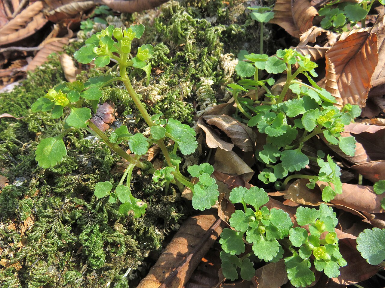 Chrysosplenium maximowiczii: Chrysosplenium maximowiczii , Naka-dori area, Fukushima pref., Japan