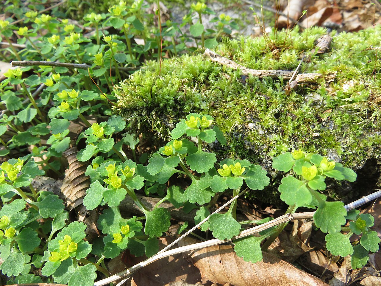 Chrysosplenium maximowiczii: Chrysosplenium maximowiczii , Hama-dori area, Fukushima pref., Japan