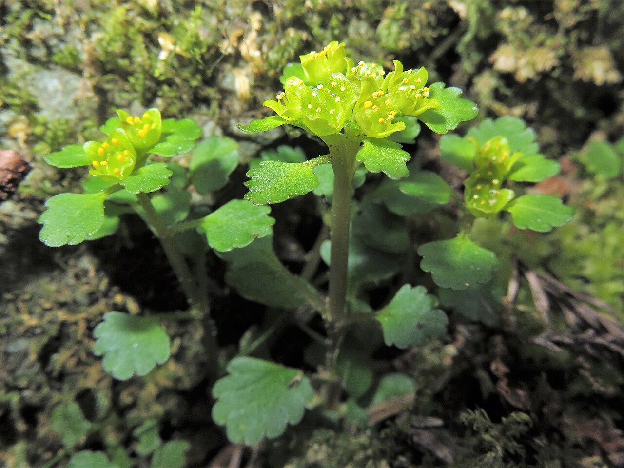 Chrysosplenium maximowiczii: Chrysosplenium maximowiczii , Naka-dori area, Fukushima pref., Japan