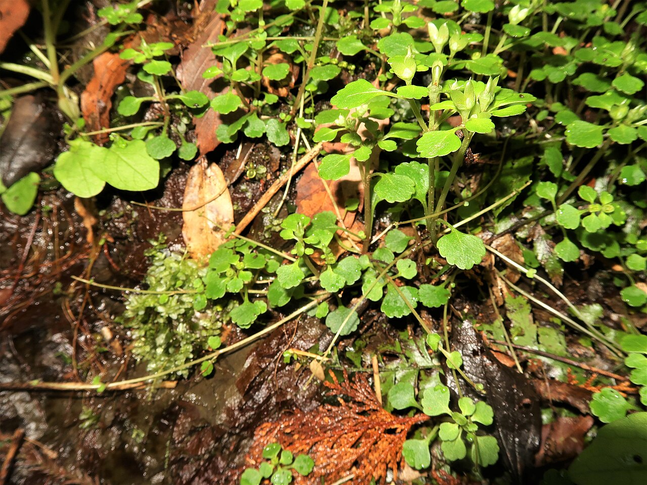 Chrysosplenium maximowiczii: Chrysosplenium maximowiczii , Miura Peninsula, Kanagawa pref., Japan