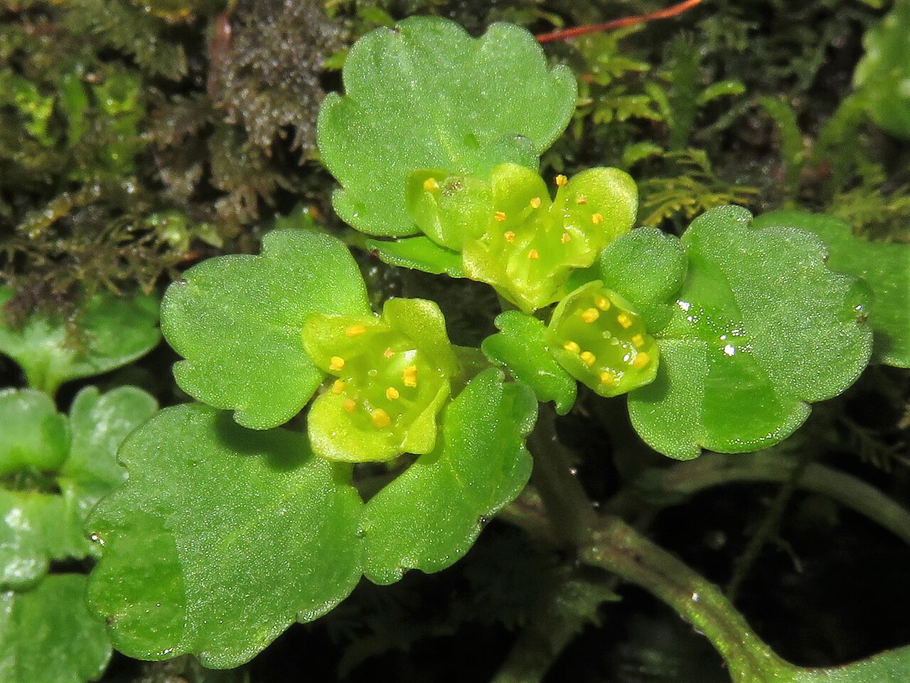 Chrysosplenium maximowiczii: Chrysosplenium maximowiczii , Hama-dori area, Fukushima pref., Japan