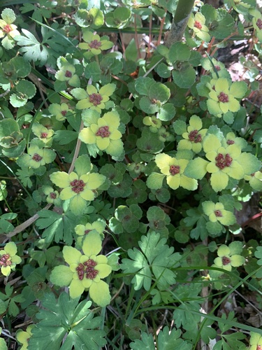 Chrysosplenium nagasei (Chrysosplenium nagasei)