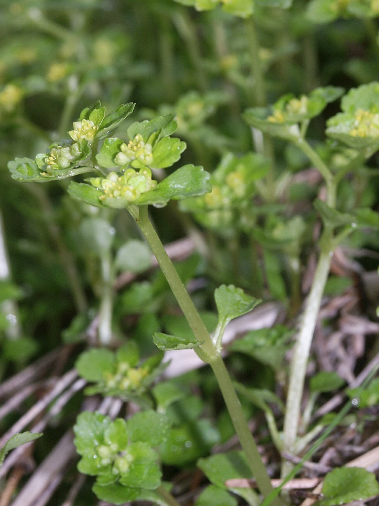 Opposite-leaved golden saxifrage (Chrysosplenium oppositifolium)