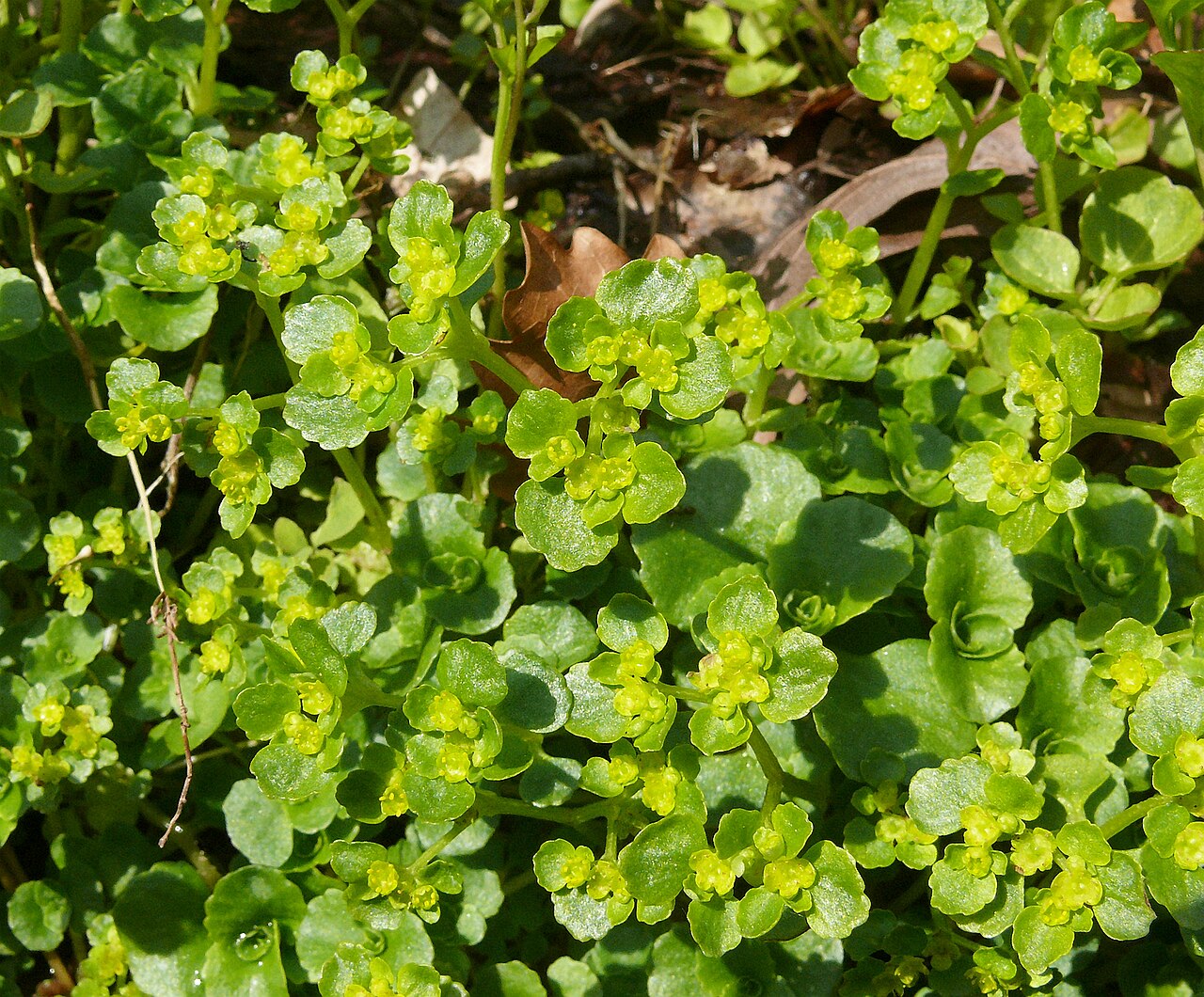 Opposite-leaved golden saxifrage: Chrysosplenium oppositifolium Deutschland - Schwäbisch-Fränkischer Wald