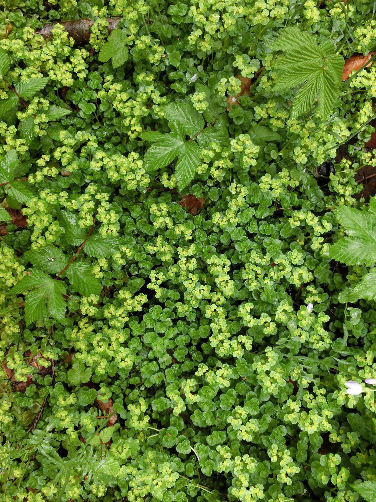 Opposite-leaved golden saxifrage: Dorine à feuilles opposées
