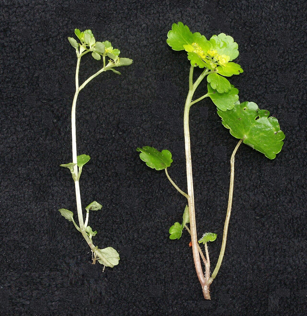 Opposite-leaved golden saxifrage (Chrysosplenium oppositifolium)