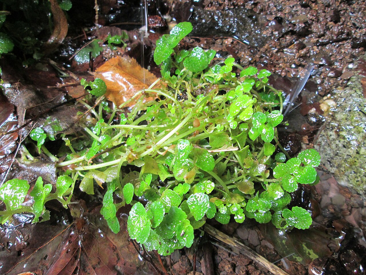 Opposite-leaved golden saxifrage: Gegenblättriges Milzkraut ( Chrysosplenium oppositifolium ) an der Maischquelle bei Kennfus