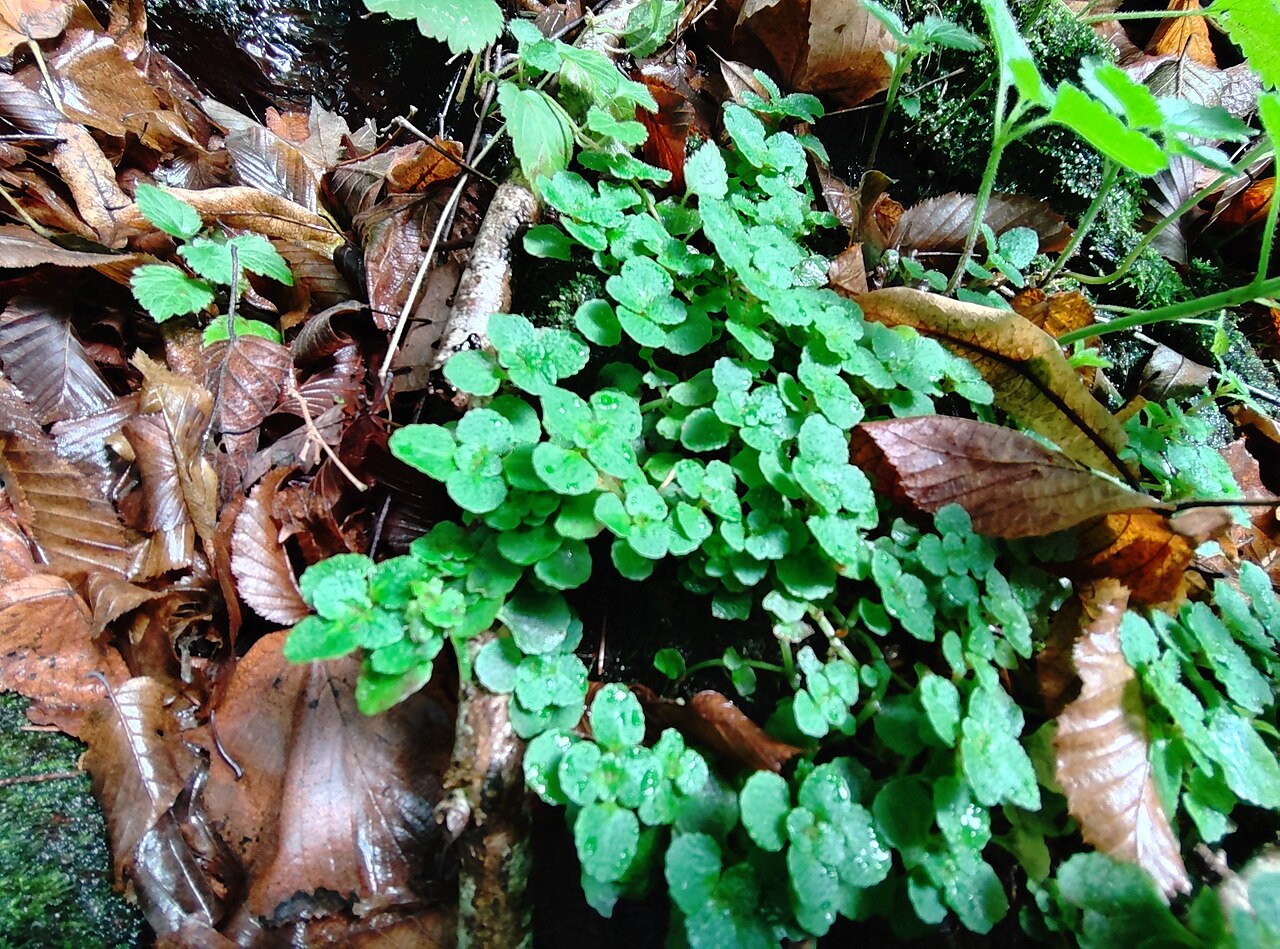 Opposite-leaved golden saxifrage: Dorine à feuilles opposées, sur une paroi rocheuse en pente, en sous-bois. Frahan, Belgique.