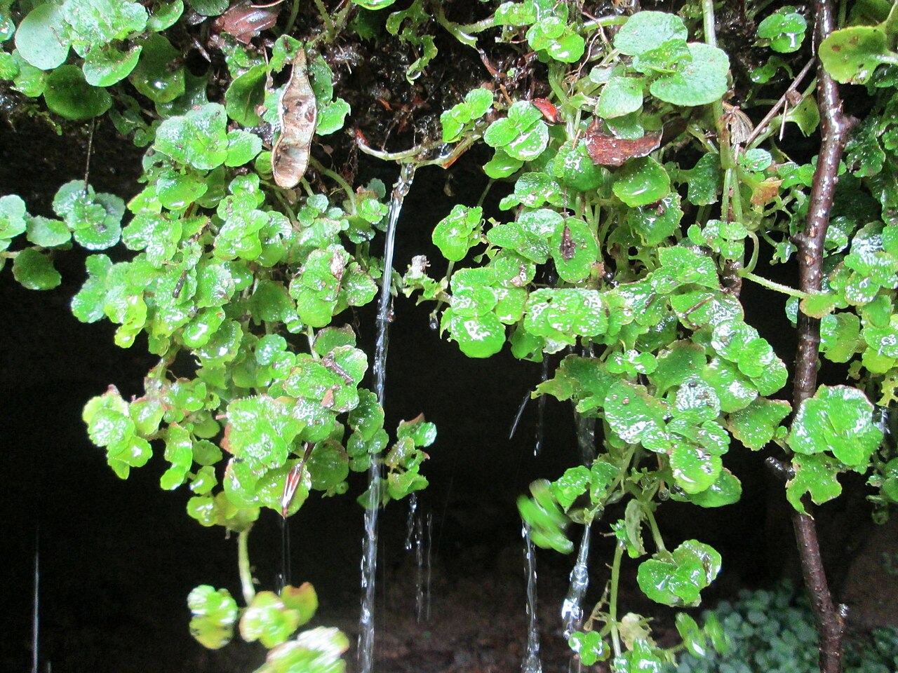 Opposite-leaved golden saxifrage: Gegenblättriges Milzkraut ( Chrysosplenium oppositifolium ) an der Maischquelle bei Kennfus