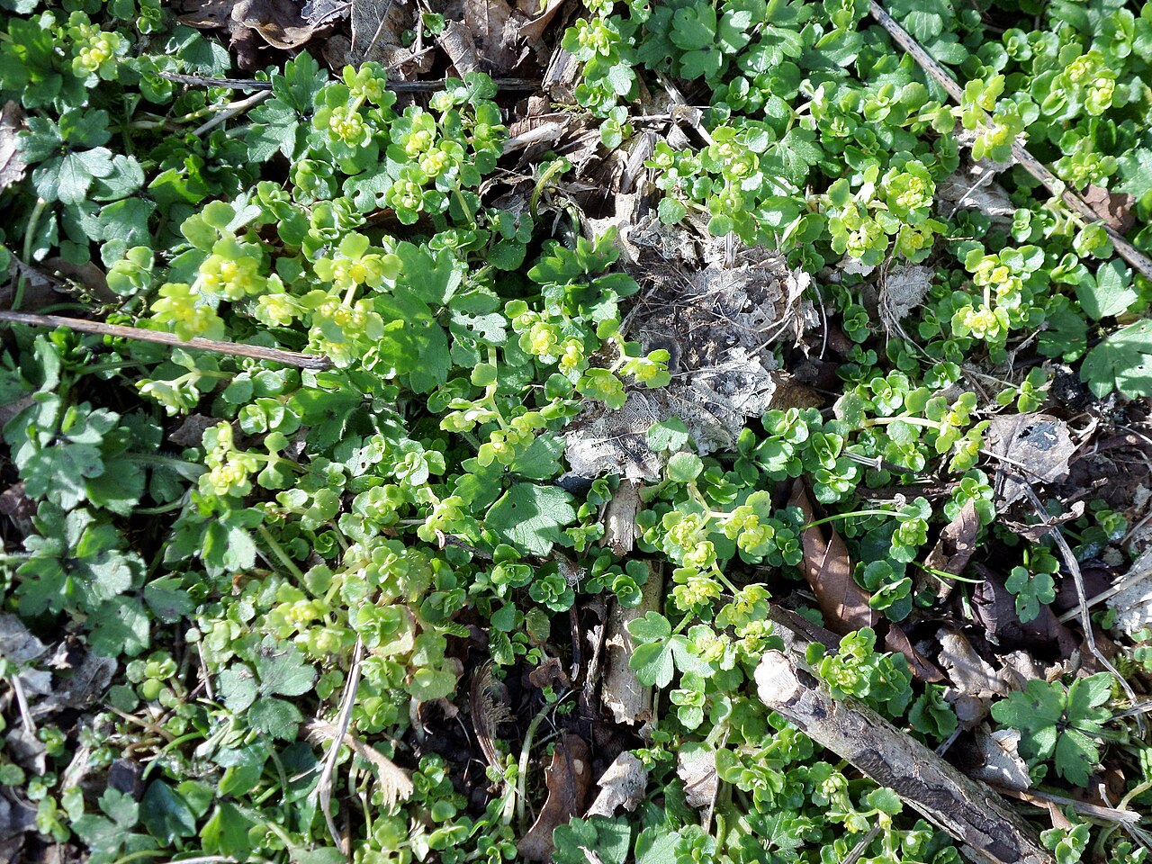 Opposite-leaved golden saxifrage: Yellow Saxifrage - detail of leaves and flowers, Loch Libo, East Renfrewshire, Scotland
