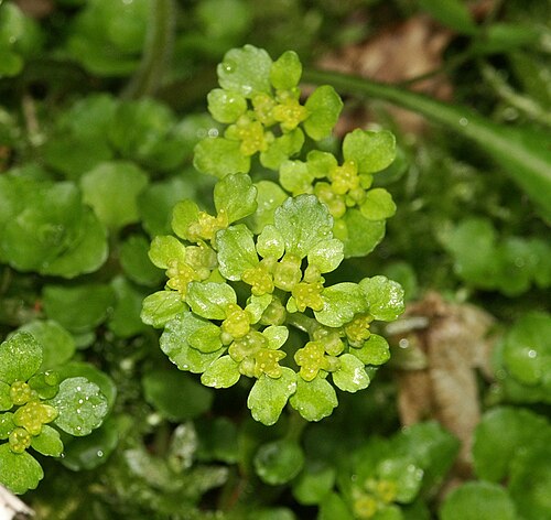 Opposite-leaved golden saxifrage (Chrysosplenium oppositifolium)