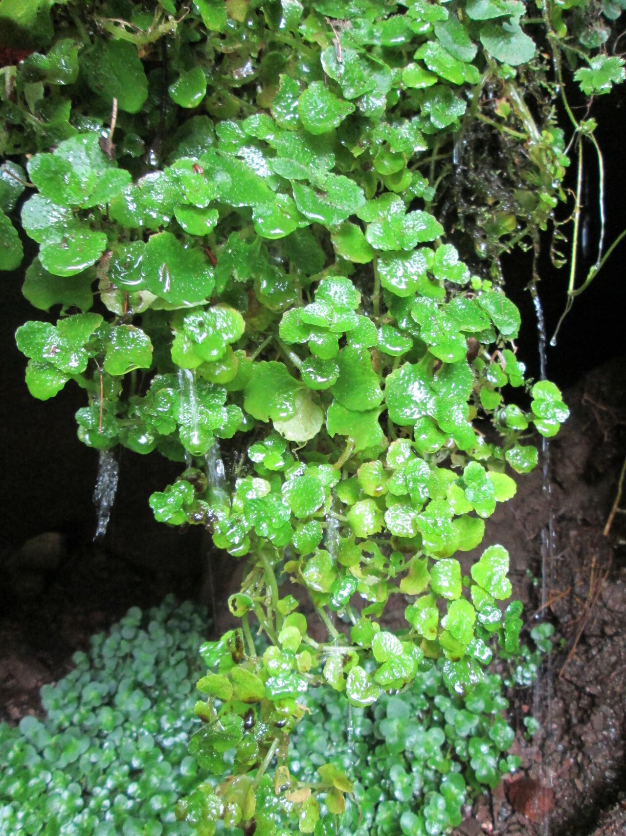 Opposite-leaved golden saxifrage: Gegenblättriges Milzkraut ( Chrysosplenium oppositifolium ) an der Maischquelle bei Kennfus