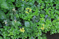 Chrysosplenium ovalifolium (Chrysosplenium ovalifolium)