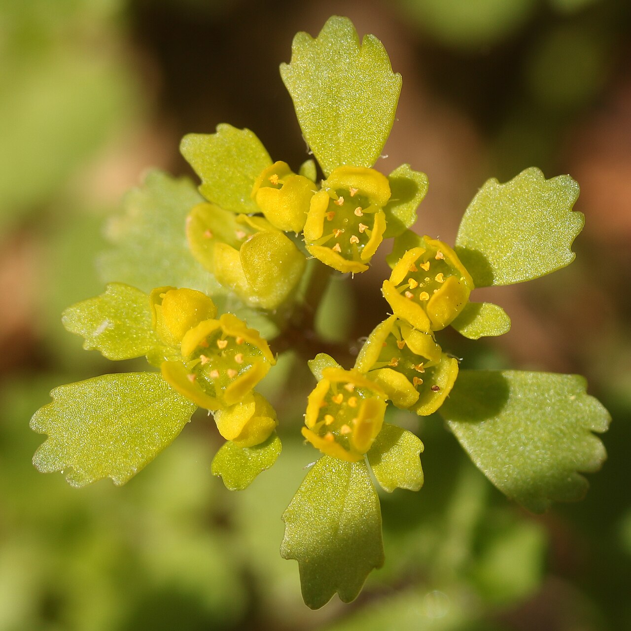 Chrysosplenium pilosum: Chrysosplenium pilosum var. sphaerospermum in Mount Ena, Kiso Mountains, Nakatsugawa, Gifu Prefecture, Japan.