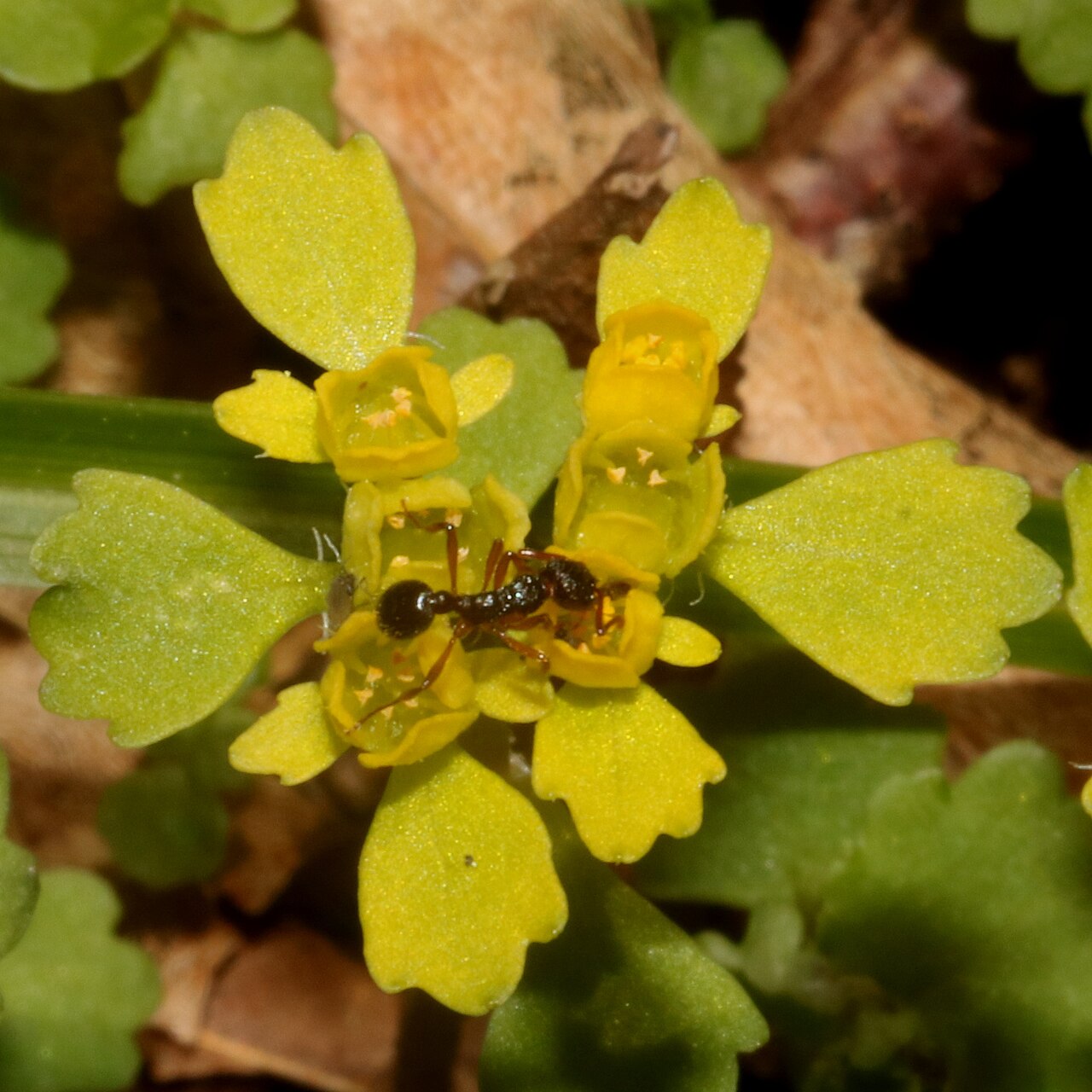 Chrysosplenium pilosum: Chrysosplenium pilosum var. sphaerospermum in Mount Ena, Kiso Mountains, Nakatsugawa, Gifu Prefecture, Japan.