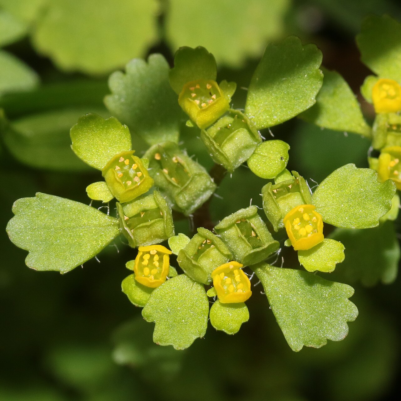 Chrysosplenium pilosum: Chrysosplenium pilosum var. sphaerospermum in Mount Ena, Kiso Mountains, Nakatsugawa, Gifu Prefecture, Japan.
