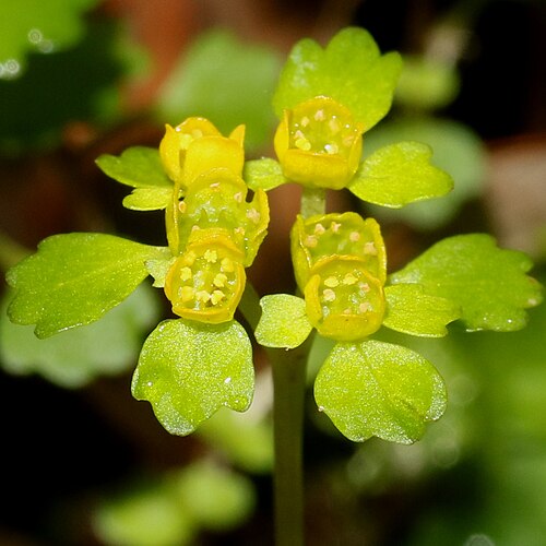 Chrysosplenium pilosum: Chrysosplenium pilosum var. sphaerospermum in Yoro Mountains, Ogaki, Gifu Prefecture, Japan.