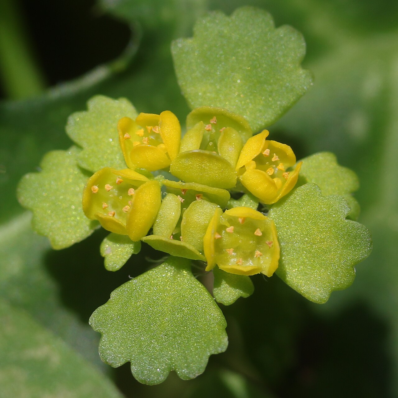Chrysosplenium pilosum: Chrysosplenium pilosum var. sphaerospermum in Mount Ena, Kiso Mountains, Nakatsugawa, Gifu Prefecture, Japan.