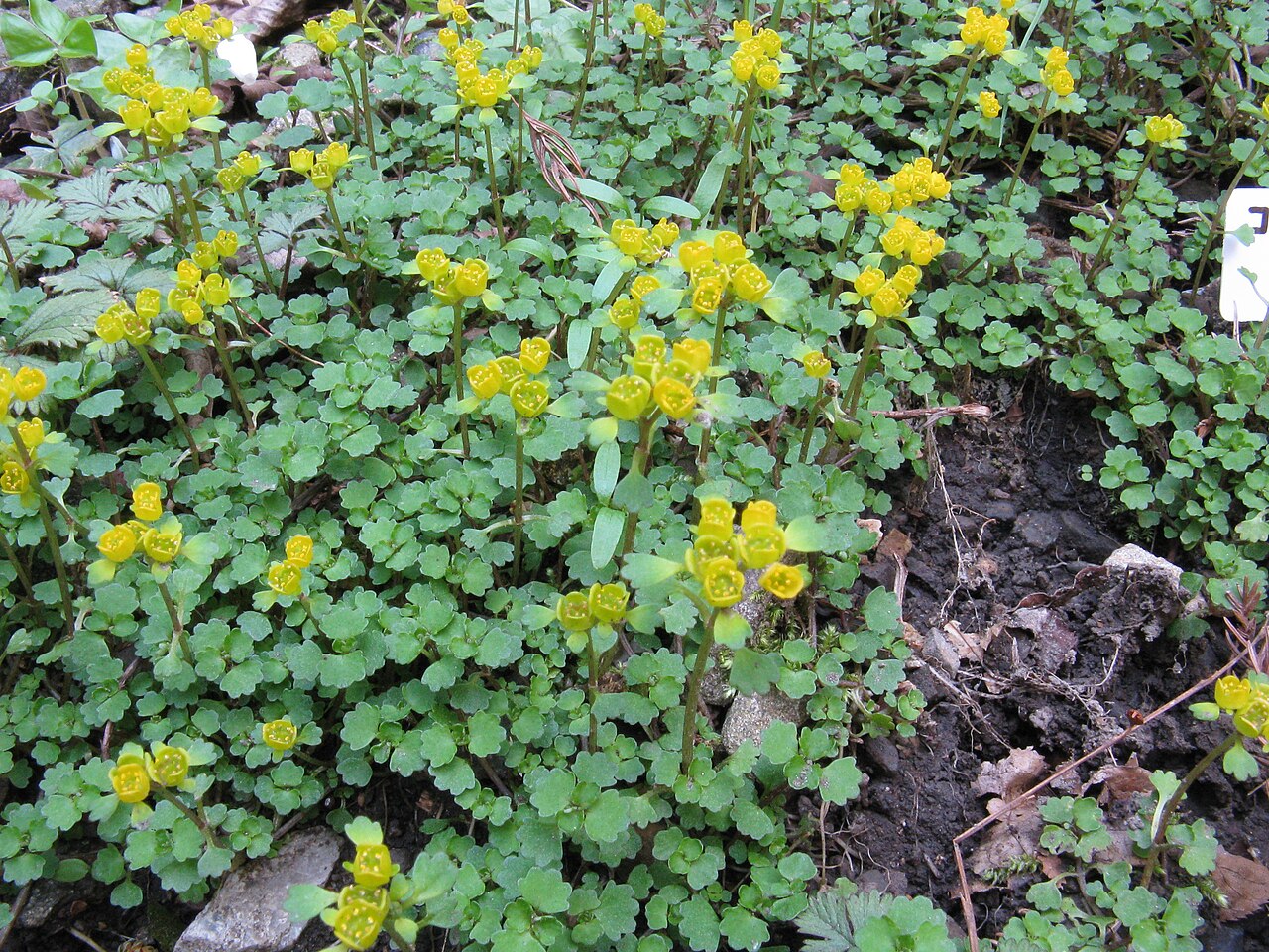 Chrysosplenium pilosum: コガネネコノメソウ