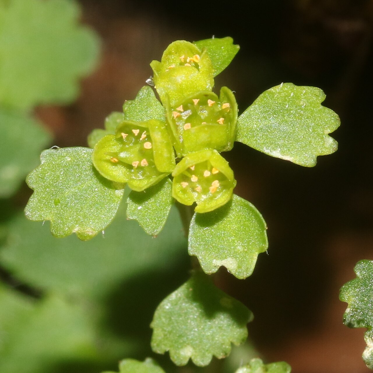 Chrysosplenium pilosum: Chrysosplenium pilosum var. sphaerospermum in Ibigawa, Gifu Prefecture, Japan.