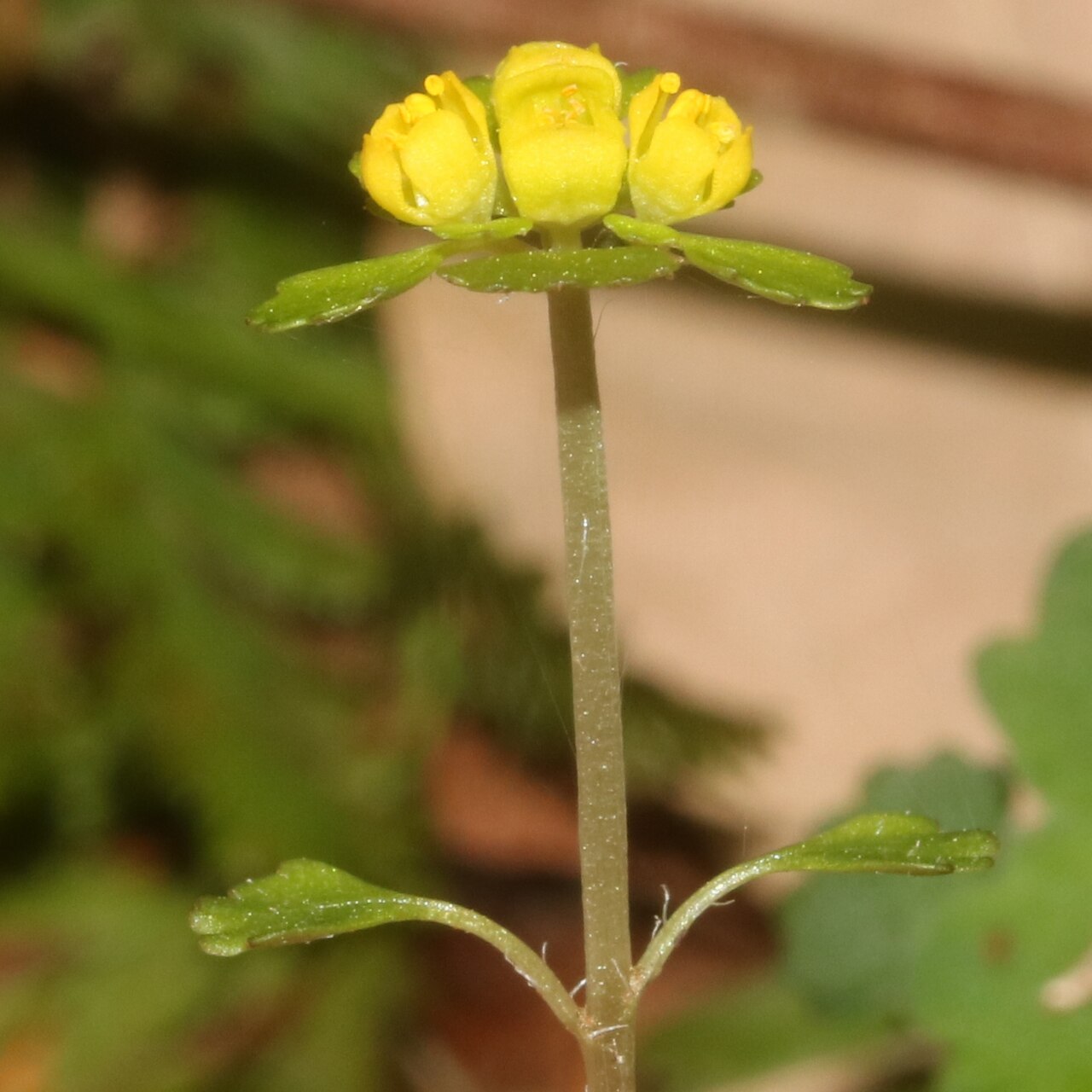 Chrysosplenium pilosum: Chrysosplenium pilosum var. sphaerospermum in Ibigawa, Gifu Prefecture, Japan.