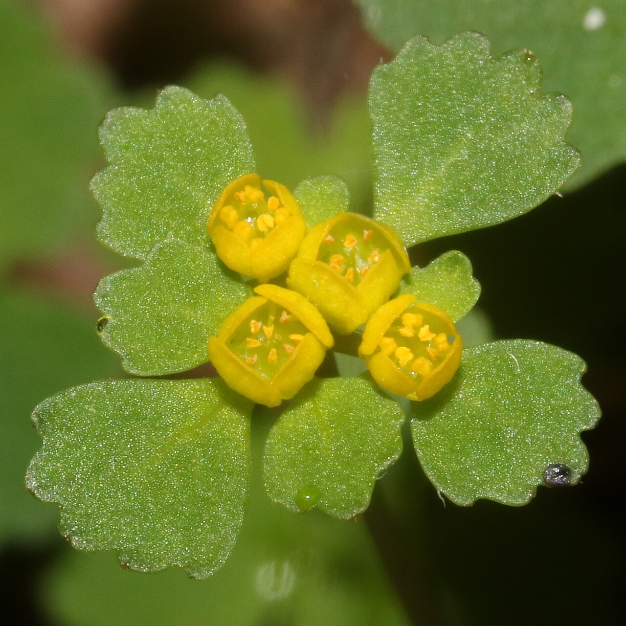 Chrysosplenium pilosum: Chrysosplenium pilosum var. sphaerospermum in Ibigawa, Gifu Prefecture, Japan.