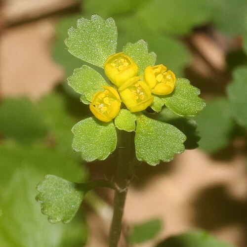 Chrysosplenium pilosum: Chrysosplenium pilosum var. sphaerospermum in Ibigawa, Gifu Prefecture, Japan.