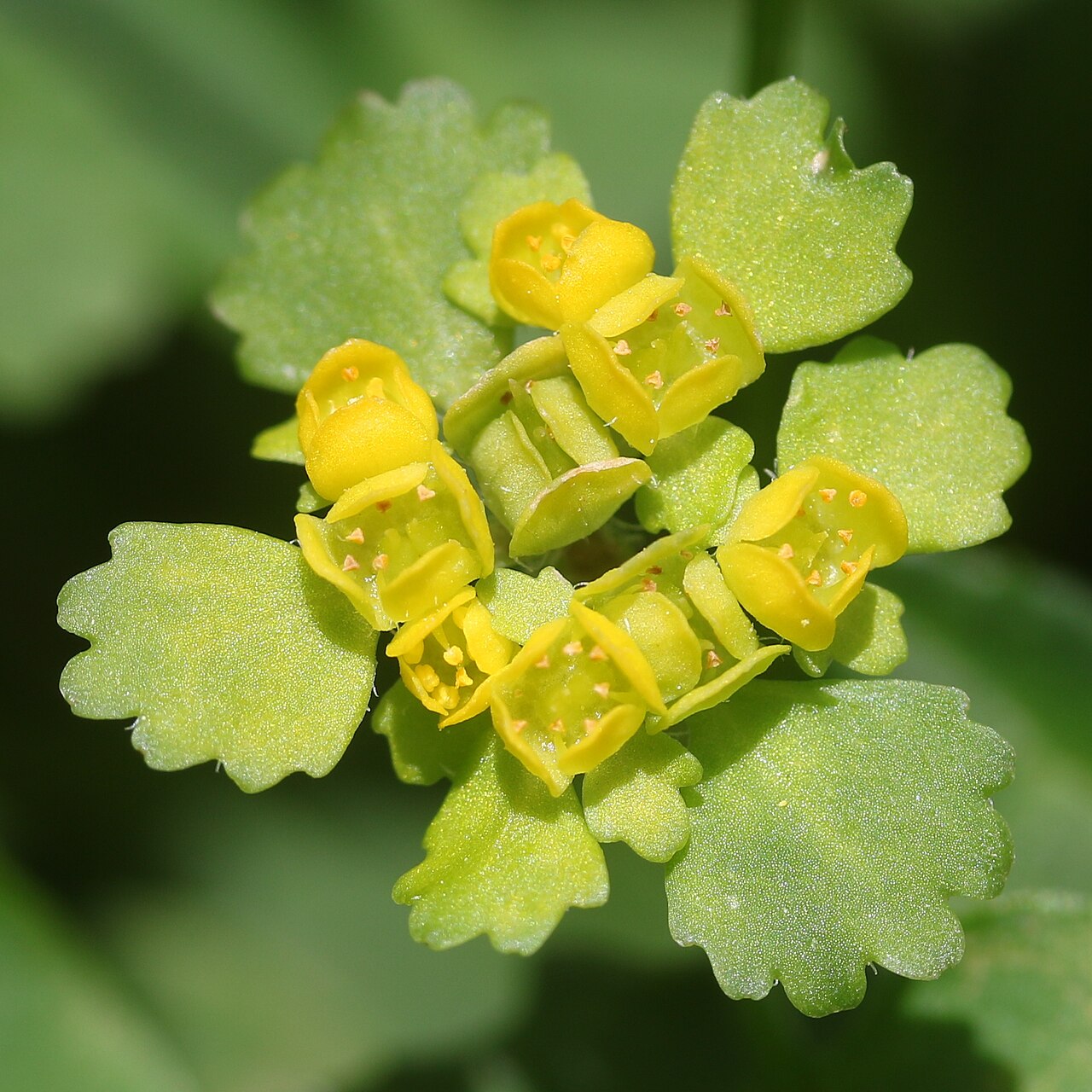 Chrysosplenium pilosum: Chrysosplenium pilosum var. sphaerospermum in Mount Ena, Kiso Mountains, Nakatsugawa, Gifu Prefecture, Japan.