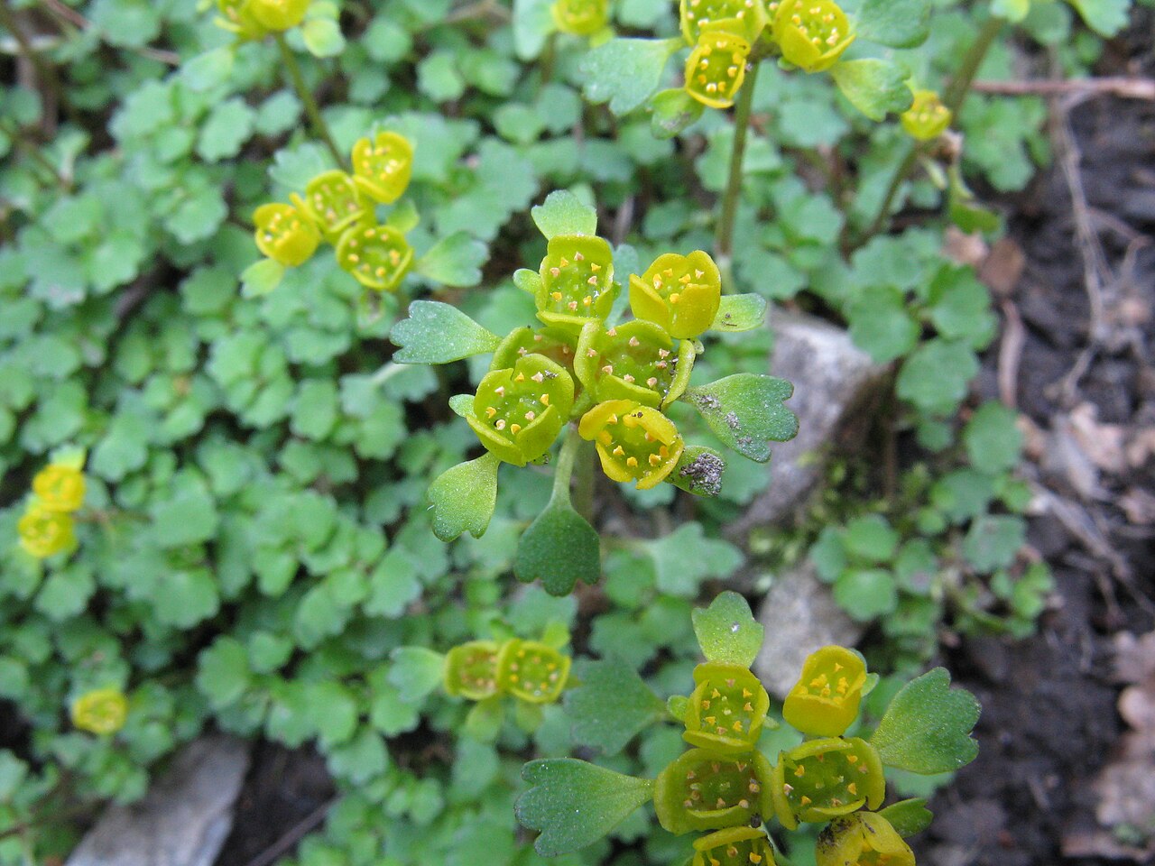 Chrysosplenium pilosum: コガネネコノメソウ