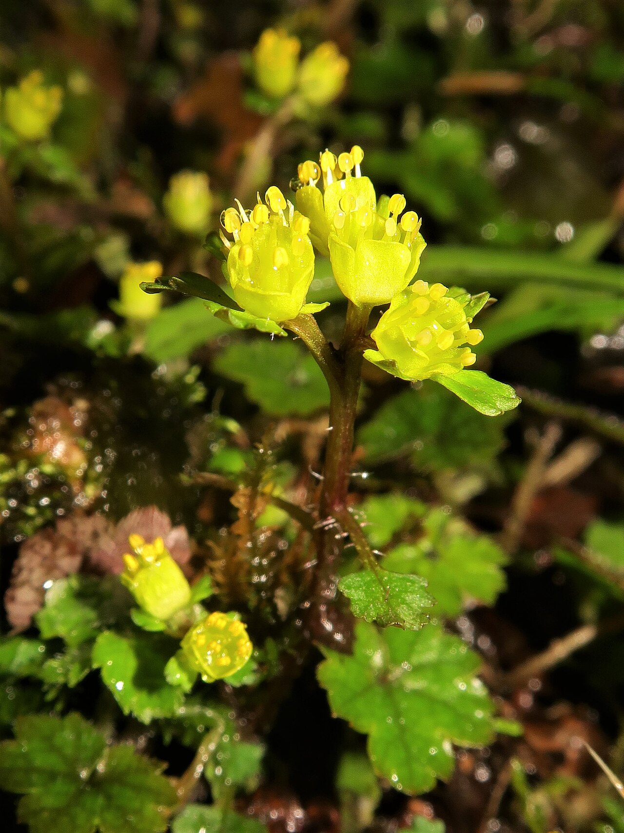 Chrysosplenium pseudopilosum: Chrysosplenium pseudopilosum , Toyota city, Aichi pref., Japan