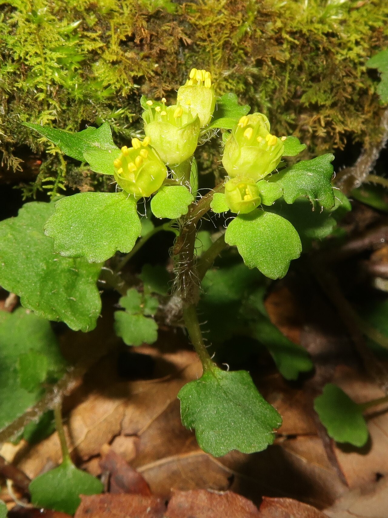 Chrysosplenium pseudopilosum: Chrysosplenium pseudopilosum var. divaricatistylosum , Kyoto city, Kyoto pref., Japan