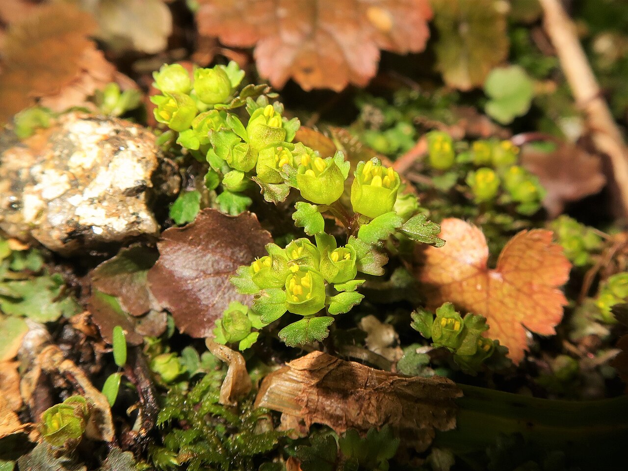 Chrysosplenium pseudopilosum: Chrysosplenium pseudopilosum , Toyota city, Aichi pref., Japan