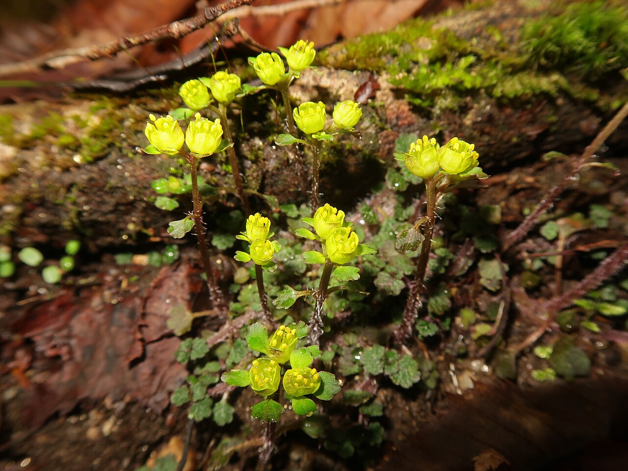 Chrysosplenium pseudopilosum: Chrysosplenium pseudopilosum , Toyota city, Aichi pref., Japan