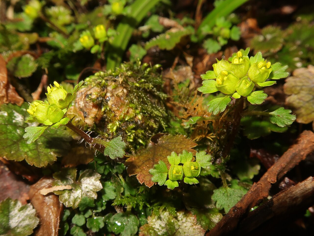 Chrysosplenium pseudopilosum: Chrysosplenium pseudopilosum , Toyota city, Aichi pref., Japan