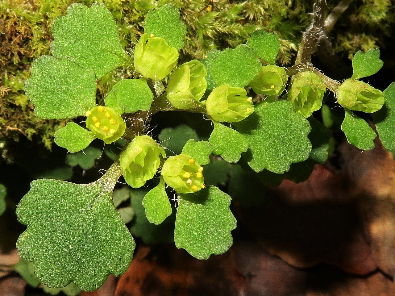 Chrysosplenium pseudopilosum: Chrysosplenium pseudopilosum var. divaricatistylosum , Kyoto city, Kyoto pref., Japan