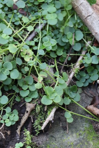 Many-branch golden saxifrage (Chrysosplenium ramosum)