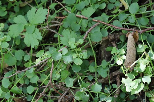 Many-branch golden saxifrage (Chrysosplenium ramosum)