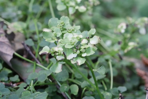 Many-branch golden saxifrage (Chrysosplenium ramosum)