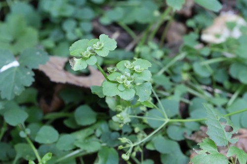 Many-branch golden saxifrage (Chrysosplenium ramosum)