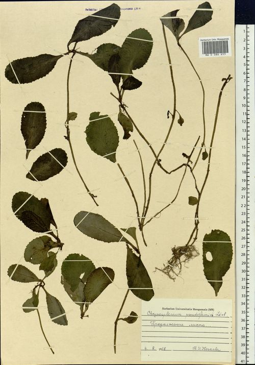 Chrysosplenium sinicum: Chrysosplenium sinicum