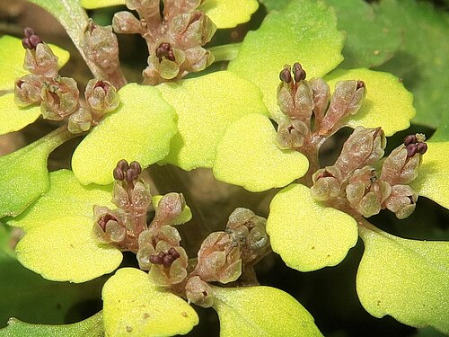 Chrysosplenium suzukaense: Chrysosplenium suzukaense , Suzuka Mountains, Mie pref., Japan
