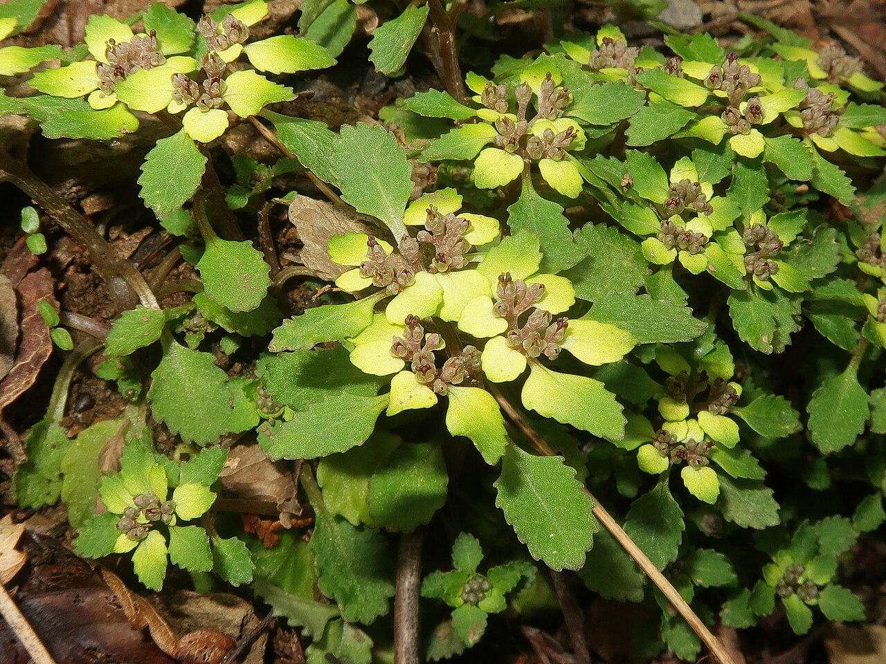 Chrysosplenium suzukaense: Chrysosplenium suzukaense , Suzuka Mountains, Mie pref., Japan
