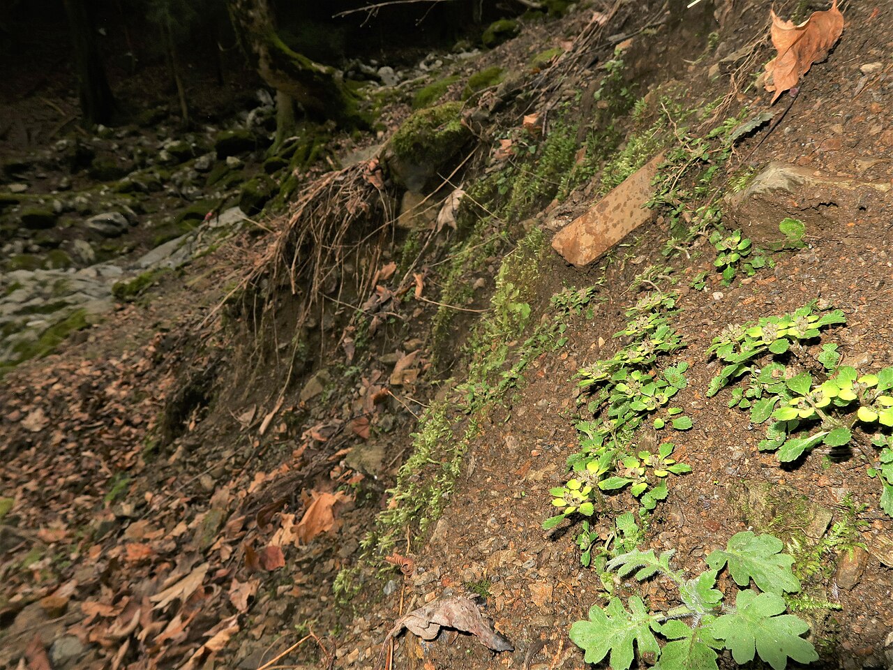 Chrysosplenium suzukaense: Chrysosplenium suzukaense , Suzuka Mountains, Mie pref., Japan