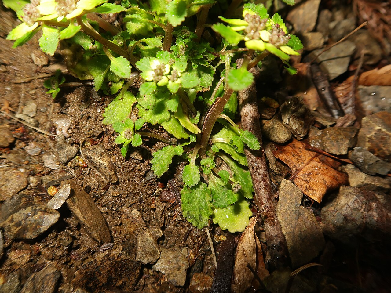 Chrysosplenium suzukaense: Chrysosplenium suzukaense , Suzuka Mountains, Mie pref., Japan