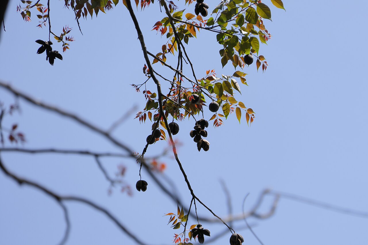 Indian mahogany: Chukrasia tabularis A.Juss.