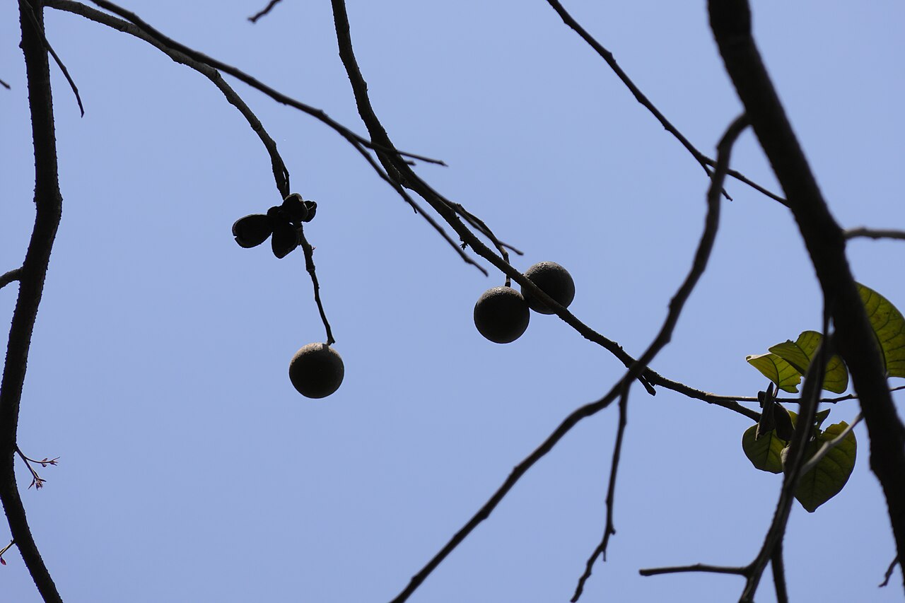 Indian mahogany: Chukrasia tabularis A.Juss.