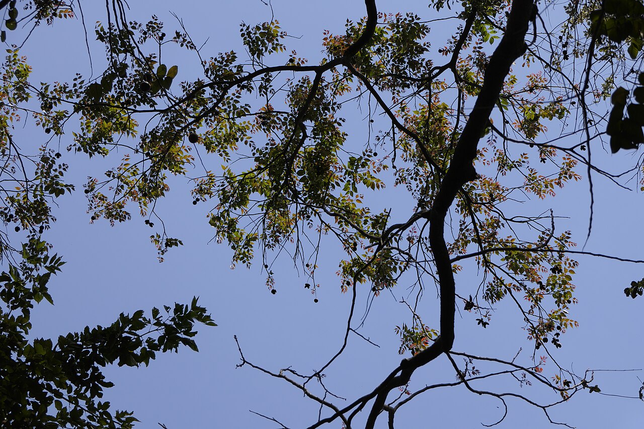 Indian mahogany: Chukrasia tabularis A.Juss.