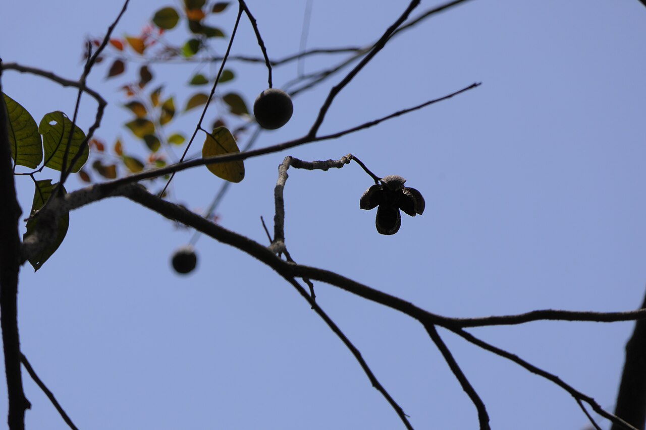 Indian mahogany: Chukrasia tabularis A.Juss.