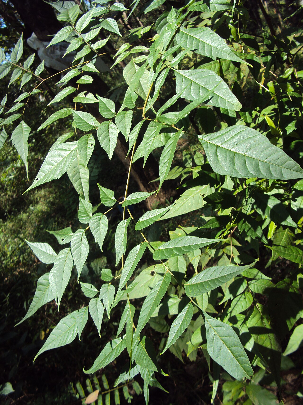 Indian mahogany: Chukrasia tabularis leaves