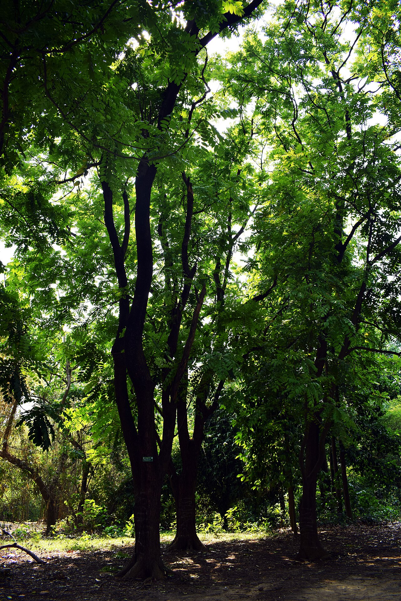 Indian mahogany: Chukrasia tabularis